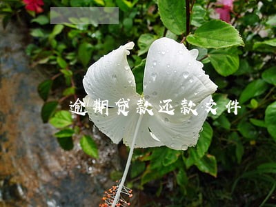 逾期贷款还款文件