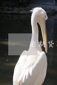 逾期贷款还款规则 逾期贷款还款规则