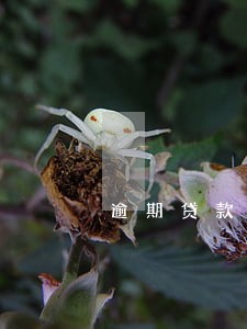 逾期贷款还清证明怎么开 逾期贷款还清证明怎么开