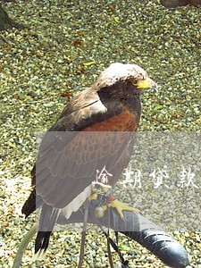逾期贷款违约金标准 逾期贷款违约金标准