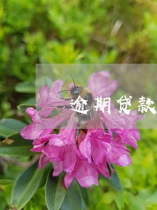 逾期贷款通报批评 逾期贷款通报批评