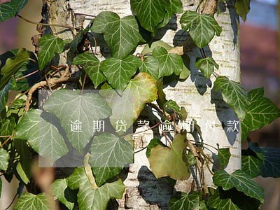 逾期贷款逾期付款 逾期贷款逾期付款