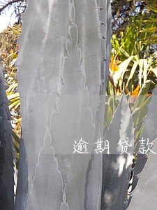 逾期贷款防范与控制方案 逾期贷款防范与控制方案