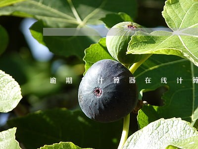 逾期贷计算器在线计算 逾期贷计算器在线计算