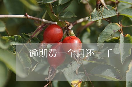 逾期费一个月还一千 逾期费一个月还一千