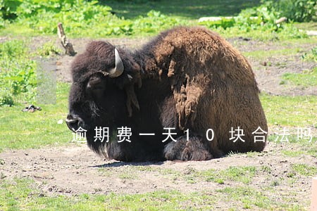 逾期费一天10块合法吗 逾期费一天10块合法吗