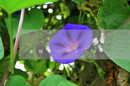 逾期费一天800 逾期费一天800