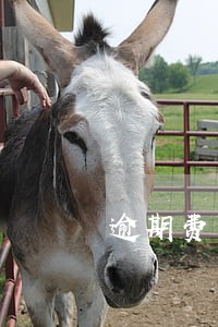 逾期费一年后会比本金高吗 逾期费一年后会比本金高吗
