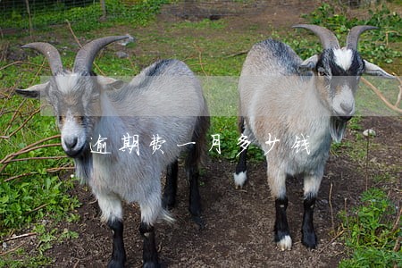 逾期费一月多少钱 逾期费一月多少钱