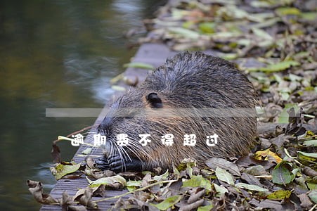 逾期费不得超过