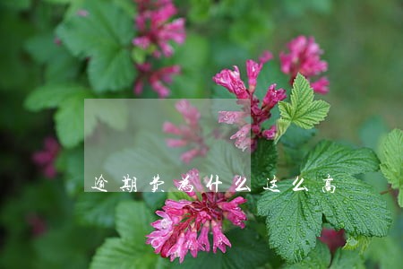 逾期费为什么这么高