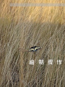 逾期费作为本金 逾期费作为本金