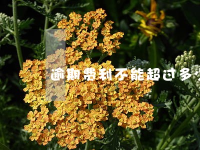 逾期费利不能超过多少 逾期费利不能超过多少
