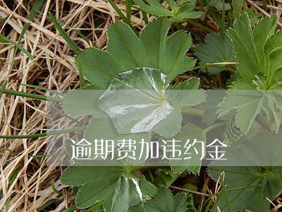 逾期费加违约金 逾期费加违约金
