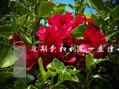 逾期费和利息一直增长 逾期费和利息一直增长
