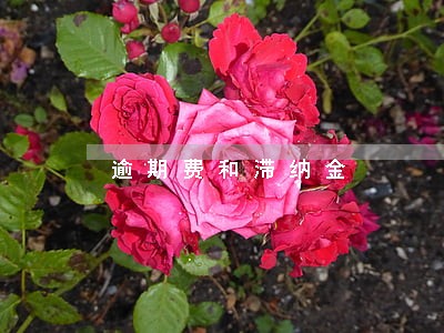 逾期费和滞纳金 逾期费和滞纳金