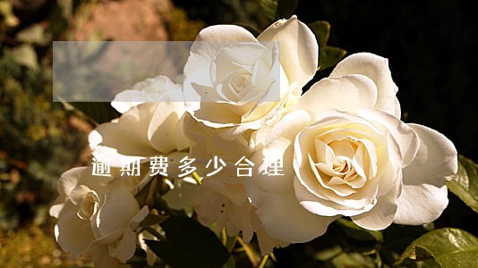 逾期费多少合理 逾期费多少合理