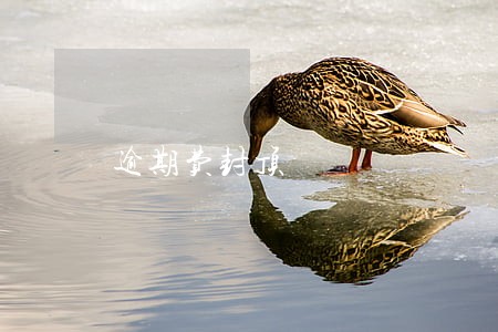 逾期费封顶 逾期费封顶
