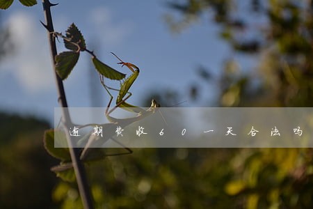 逾期费收60一天合法吗 逾期费收60一天合法吗