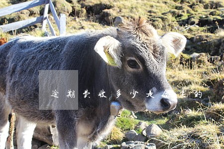 逾期费收多少是合法的 逾期费收多少是合法的
