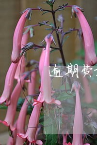 逾期费最多为多少 逾期费最多为多少