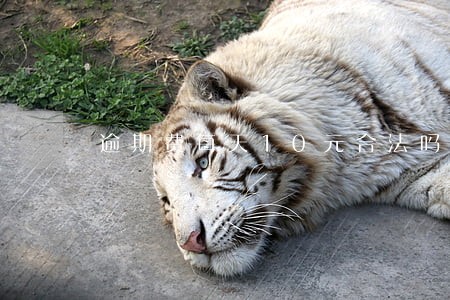 逾期费每天10元合法吗