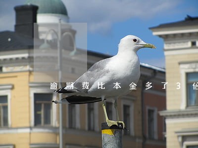 逾期费比本金多了3倍怎么处理 逾期费比本金多了3倍怎么处理