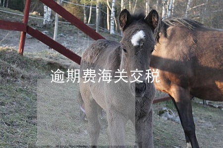 逾期费海关交税 逾期费海关交税