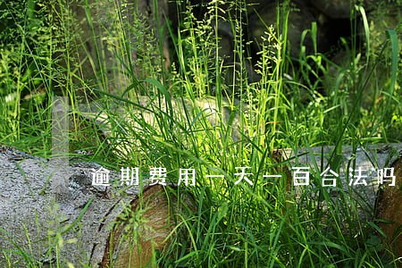 逾期费用一天一百合法吗 逾期费用一天一百合法吗