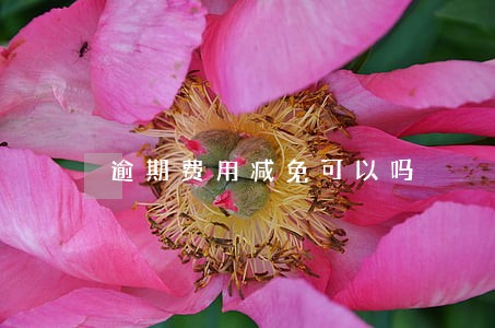 逾期费用减免可以吗 逾期费用减免可以吗
