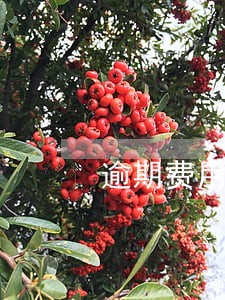 逾期费用加月利率最高多少 逾期费用加月利率最高多少