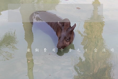 逾期费用千分之8合法吗 逾期费用千分之8合法吗