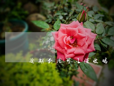 逾期费用可以催收吗 逾期费用可以催收吗