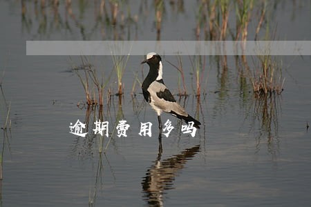 逾期费用多吗 逾期费用多吗