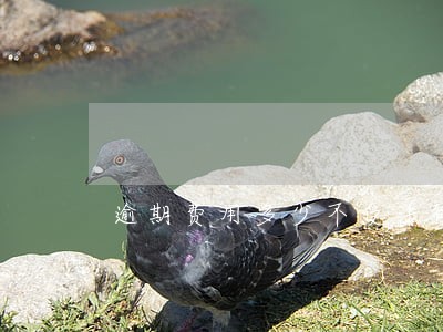 逾期费用多少不受法律法规 逾期费用多少不受法律法规