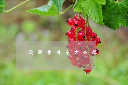 逾期费用多少合理 逾期费用多少合理