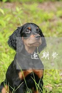 逾期费用如何做纳税调整 逾期费用如何做纳税调整