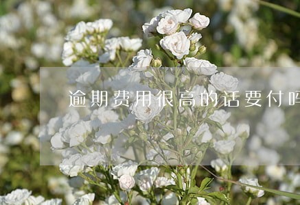 逾期费用很高的话要付吗 逾期费用很高的话要付吗