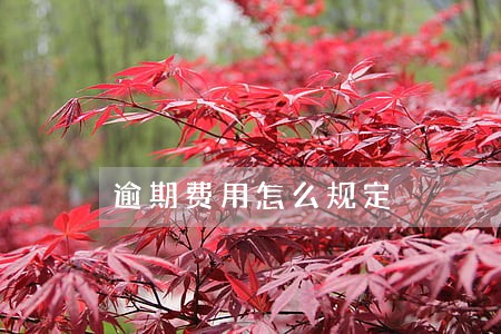 逾期费用怎么规定 逾期费用怎么规定