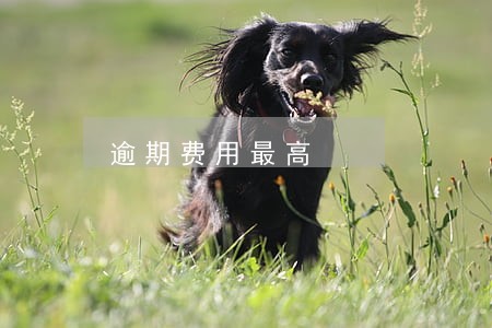 逾期费用最高 逾期费用最高