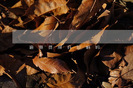 逾期费用有影响吗 逾期费用有影响吗