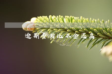 逾期费用比本金还高 逾期费用比本金还高