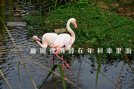 逾期费用算在年利率里面吗 逾期费用算在年利率里面吗