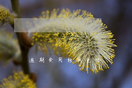 逾期费用能减免吗 逾期费用能减免吗