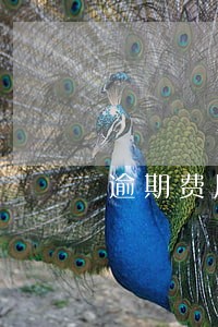 逾期费用跟滞纳金多少合法 逾期费用跟滞纳金多少合法