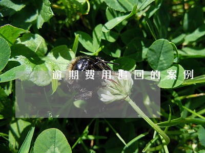 逾期费用追回的案例 逾期费用追回的案例