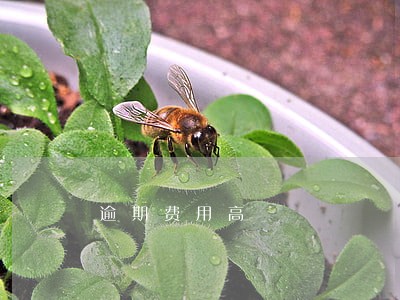 逾期费用高 逾期费用高