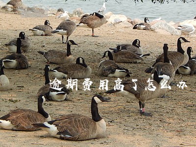 逾期费用高了怎么办 逾期费用高了怎么办
