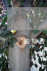逾期费的定义