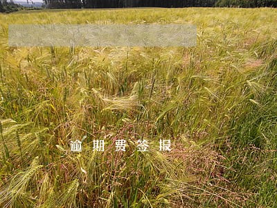 逾期费签报 逾期费签报